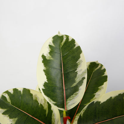 Artificial Potted Oak Tree