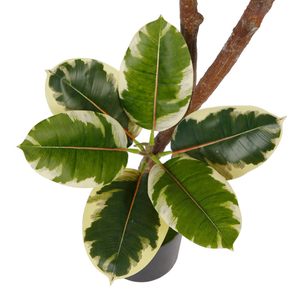 Artificial Potted Rubber Tree Decor