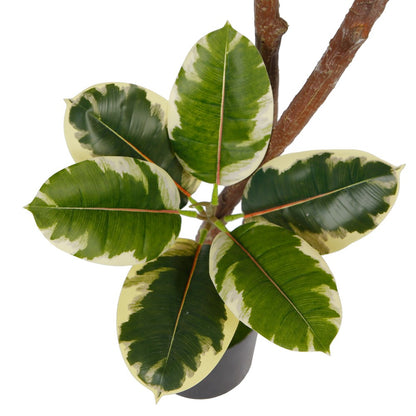 Artificial Potted Rubber Tree Decor