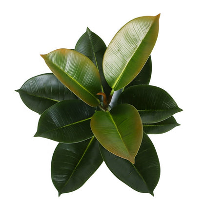 Artificial Rubber Ficus Plant Decor