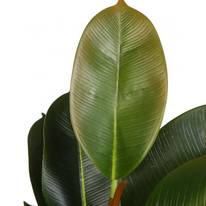 Artificial Rubber Ficus Plant Decor