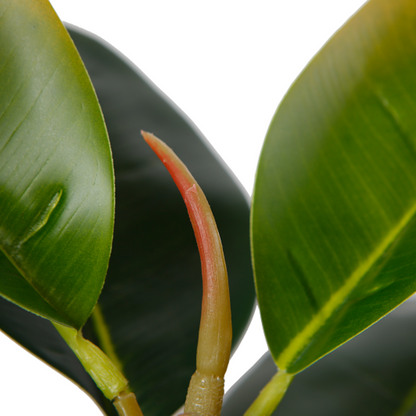 Artificial Rubber Plant In Pot