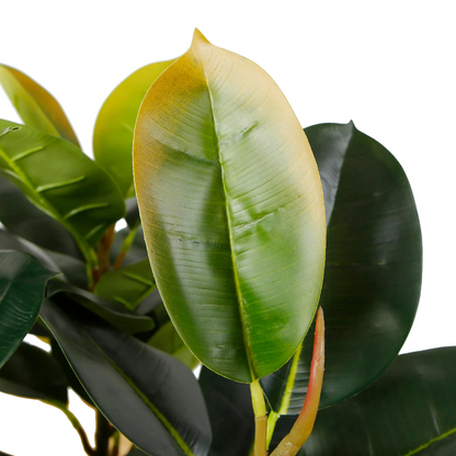 Artificial Rubber Plant In Pot