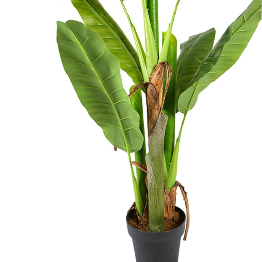 Banana Plant Bonsai For Home Accents