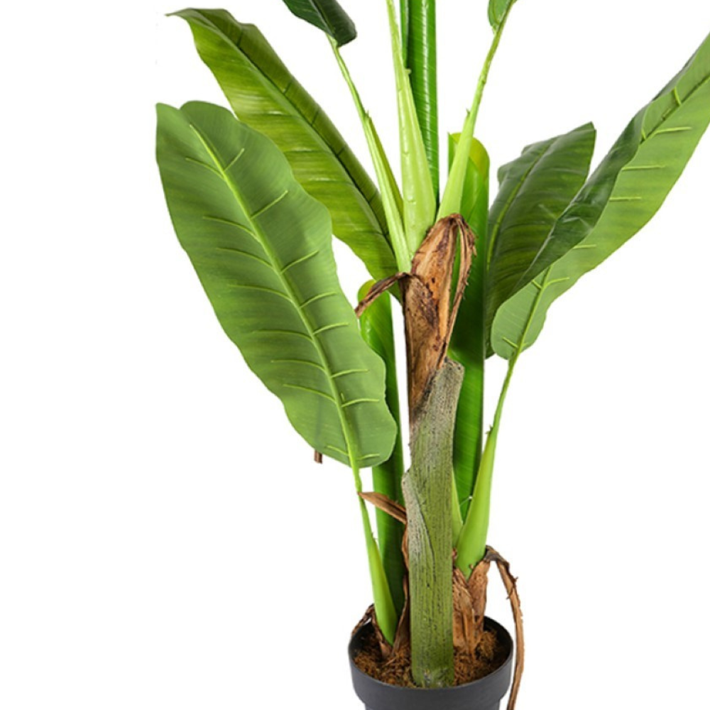 Banana Plant Bonsai For Home Accents