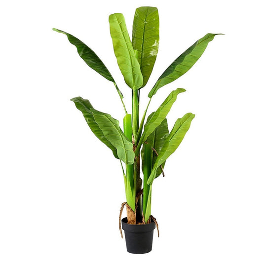 Banana Plant Bonsai For Home Accents