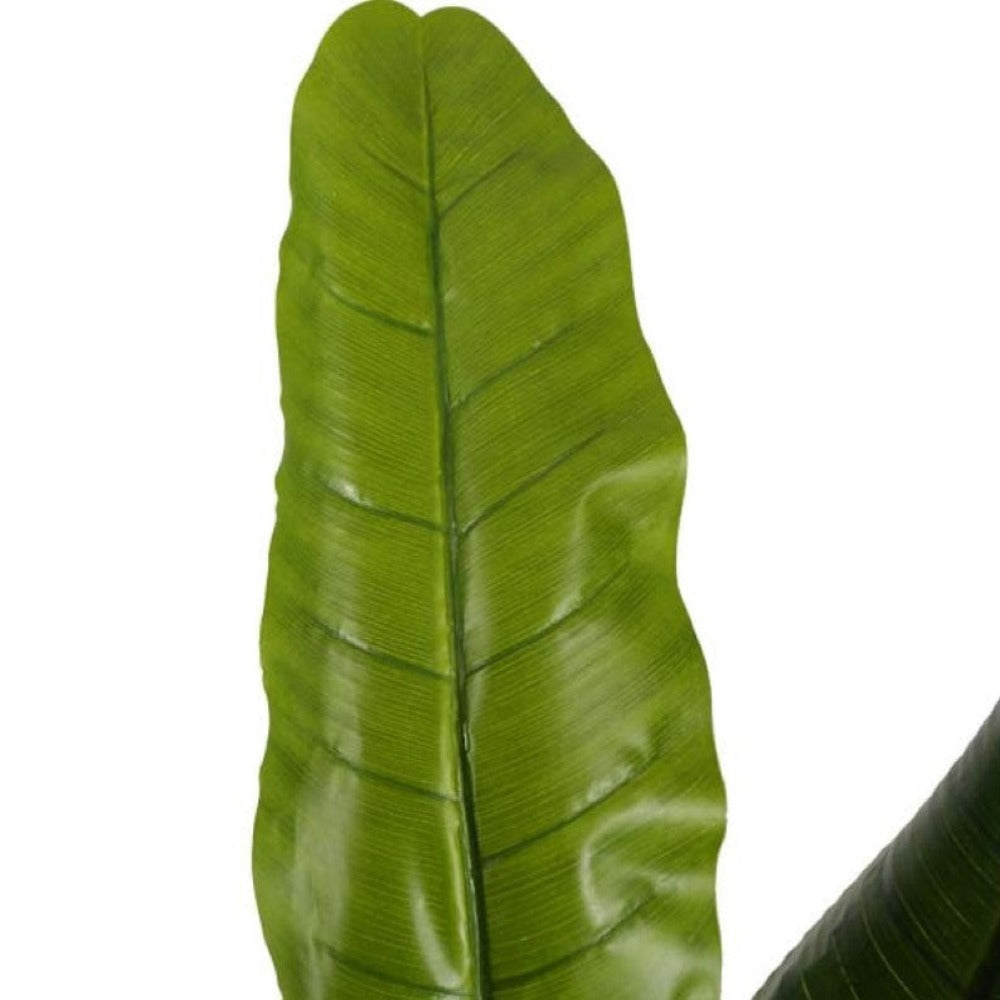 Banana Plant Bonsai For Home Accents