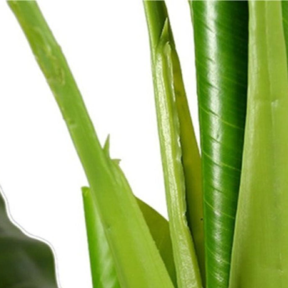 Banana Plant Bonsai For Home Accents