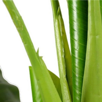 Banana Plant Bonsai For Home Accents