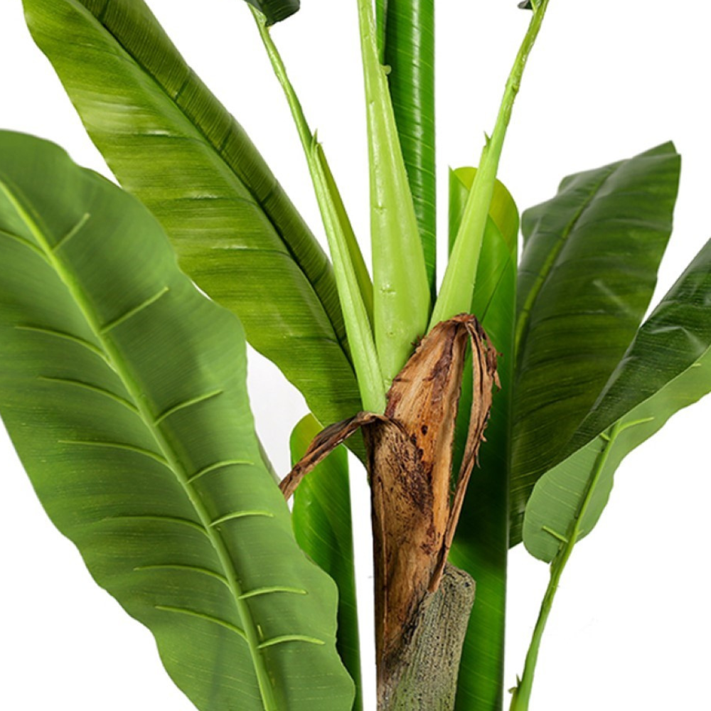 Banana Plant Bonsai For Home Accents