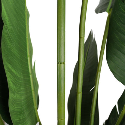 Bird of Paradise Elegant Tropical Foliage