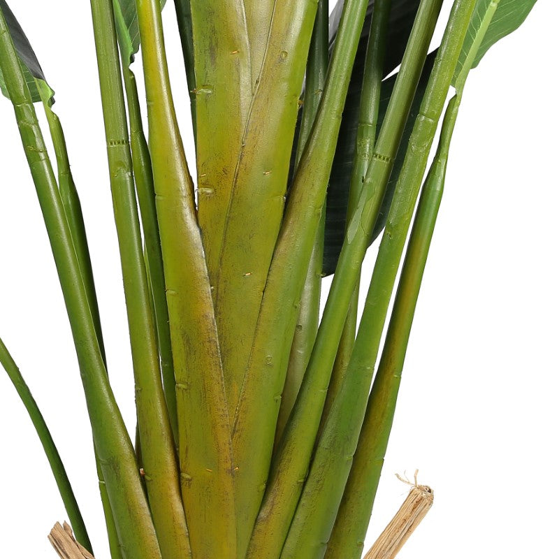 Bird of Paradise Elegant Tropical Foliage