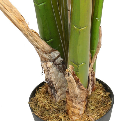 Bird of Paradise Elegant Tropical Foliage