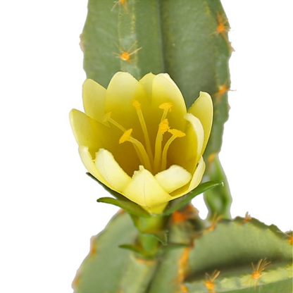 Blooming Artificial Cactus Leaf Tree