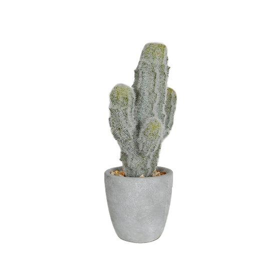 Cactus Plant For Office Decor