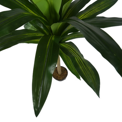 Cornstalk Dracaena Decorative Plants