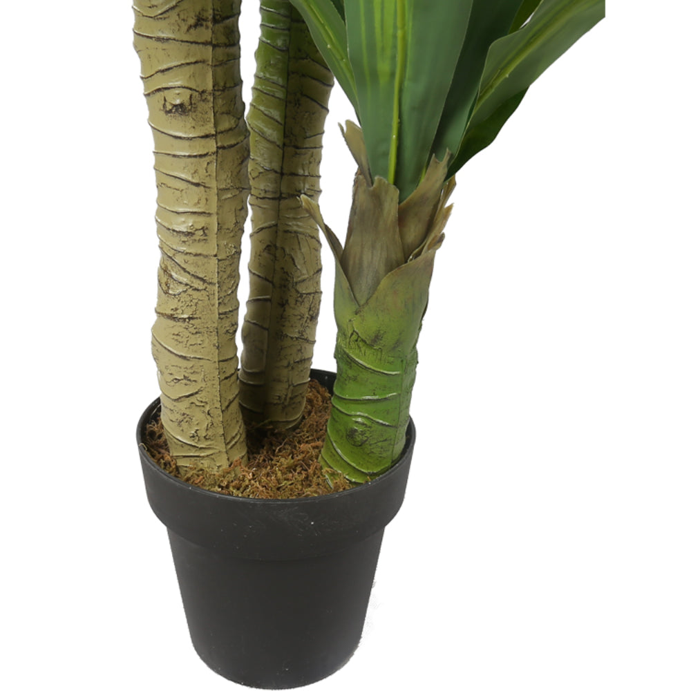 Cornstalk Dracaena Decorative Plants
