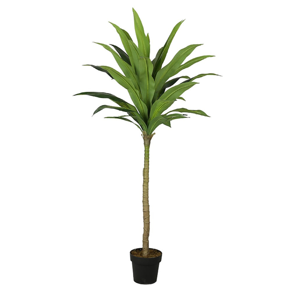 Cornstalk Dracaena Decorative Plants