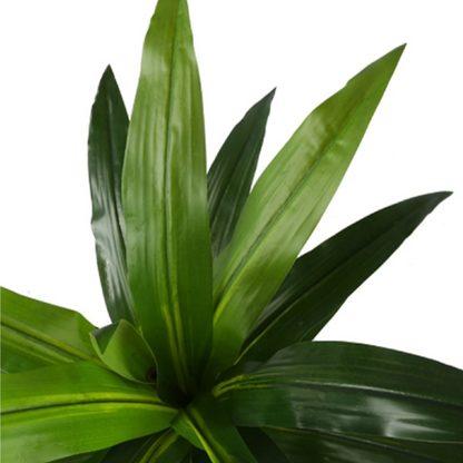 Cornstalk Dracaena Decorative Plants