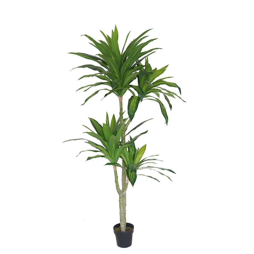 Cornstalk Dracaena Tree