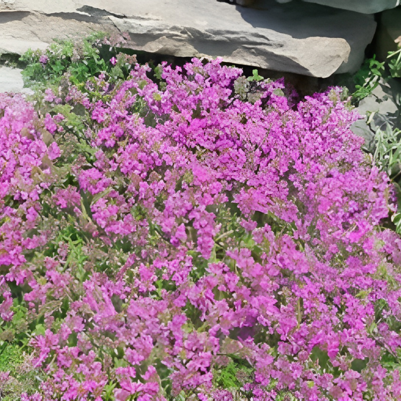 Ground Creeping Thyme Seeds – 20,000 Bulk Ground Cover Seeds