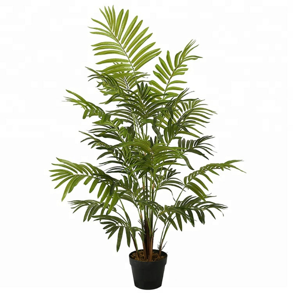 Decorative Areca Plant