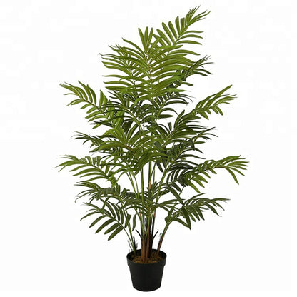 Decorative Areca Plant