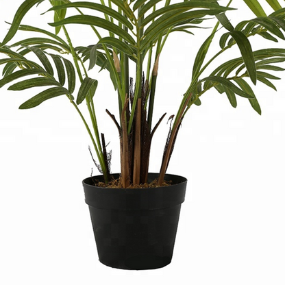 Decorative Areca Plant