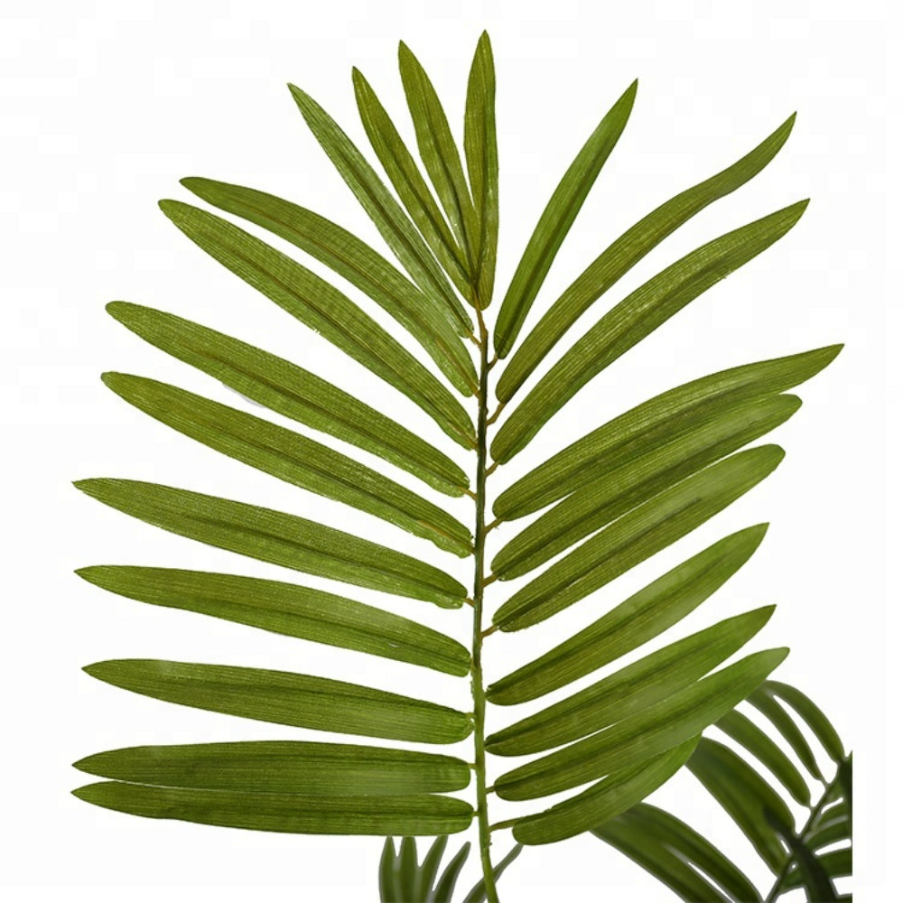 Decorative Areca Plant