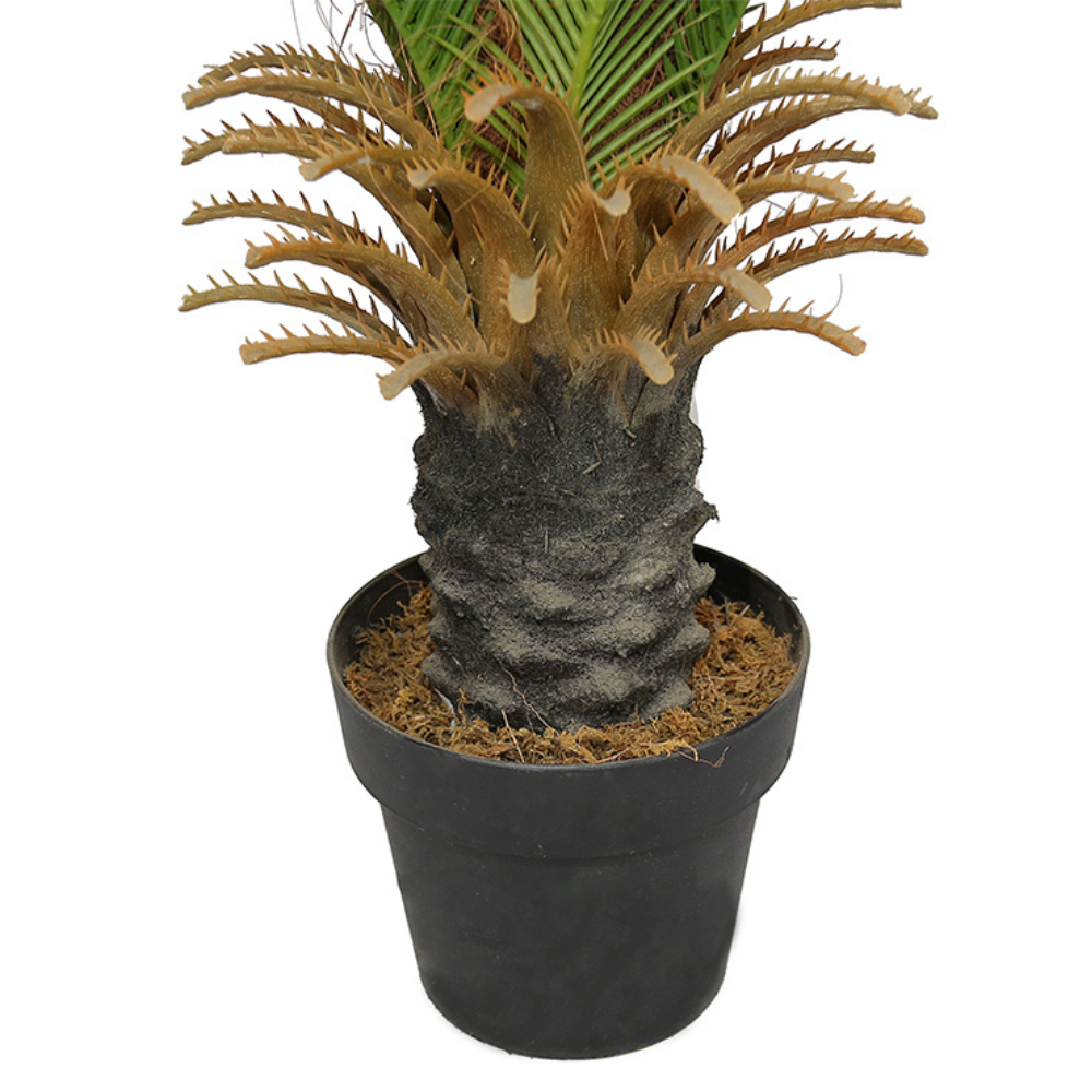 Decorative Bonsai Cycas Revoluta Tree