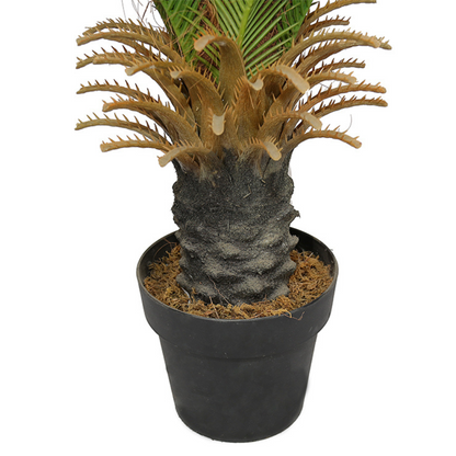 Decorative Bonsai Cycas Revoluta Tree