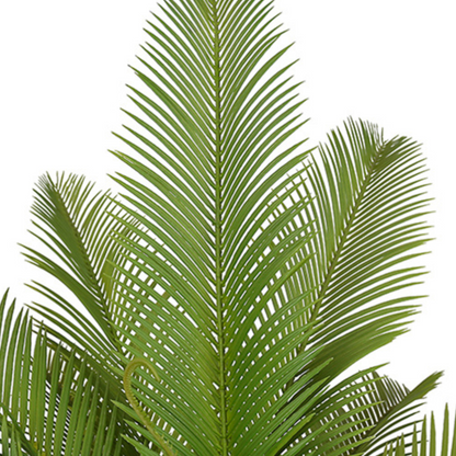 Decorative Bonsai Cycas Revoluta Tree