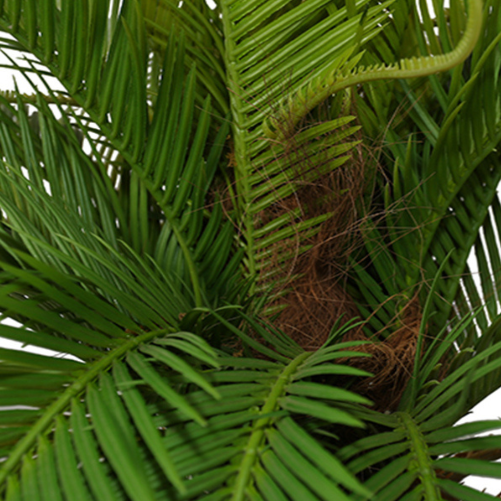 Decorative Bonsai Cycas Revoluta Tree