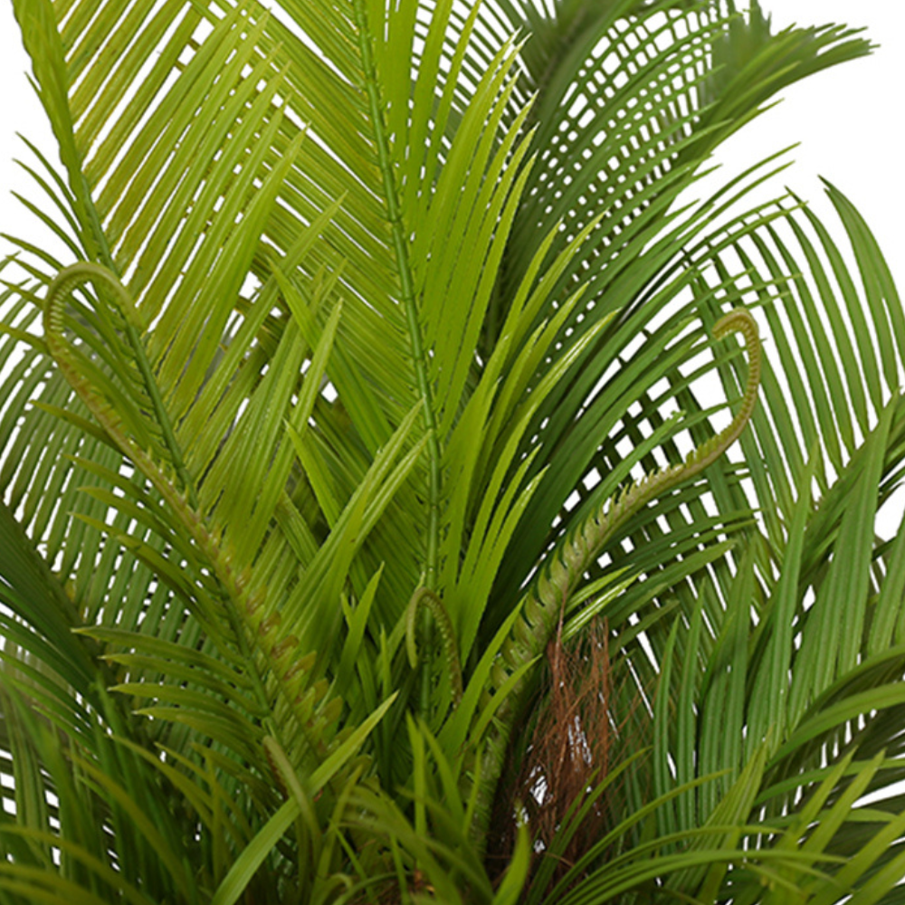 Decorative Bonsai Cycas Revoluta Tree