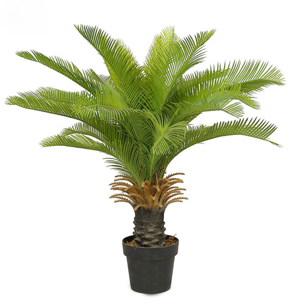 Decorative Bonsai Cycas Revoluta Tree