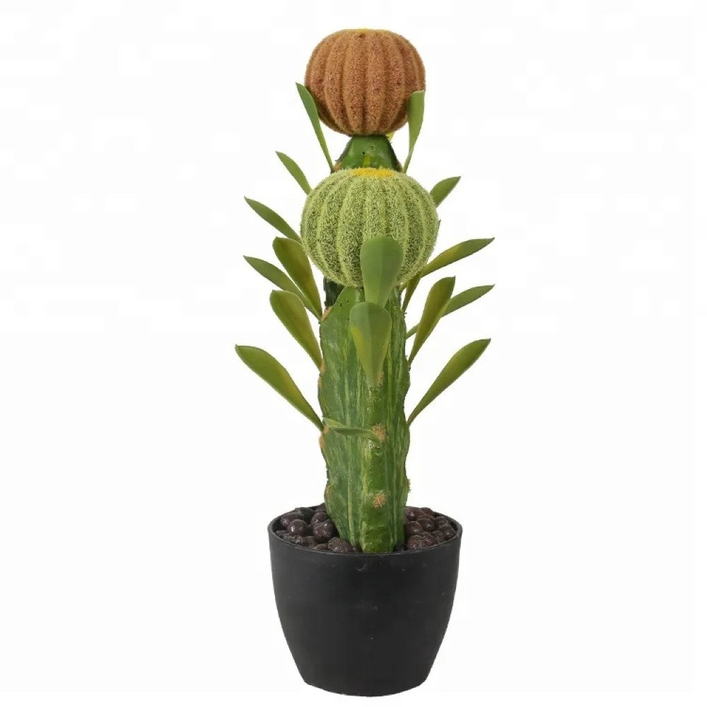 Decorative Cactus Plant