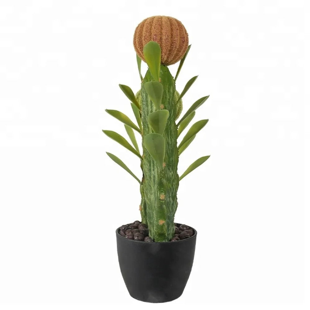 Decorative Cactus Plant