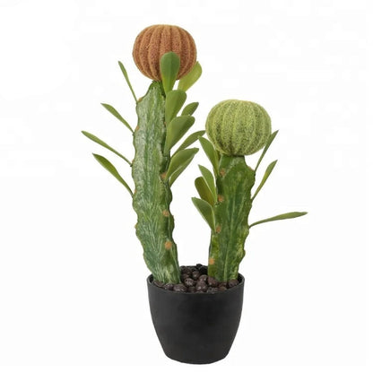 Decorative Cactus Plant