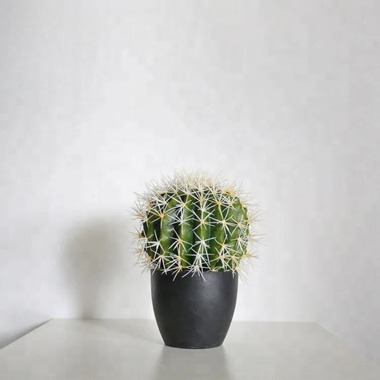 Decorative Desert Cactus Plant