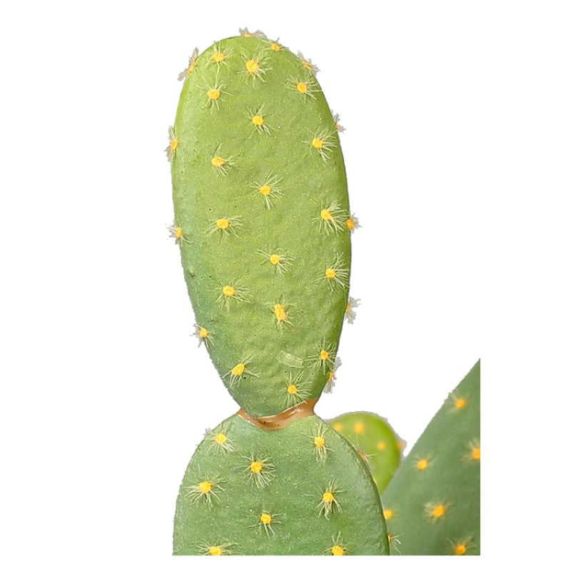 Decorative Potted Cactus