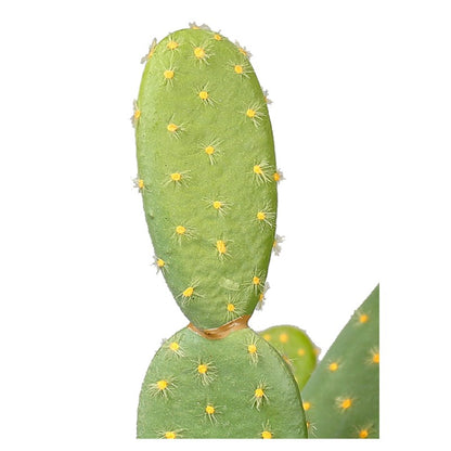 Decorative Potted Cactus