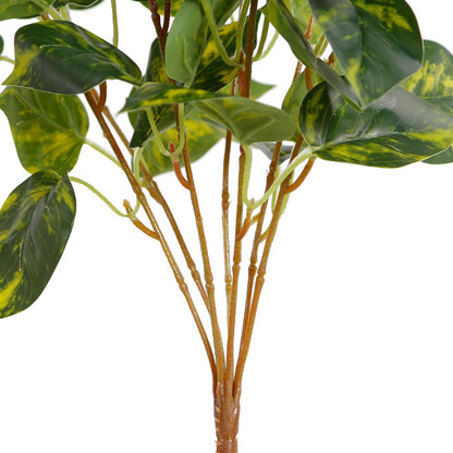 Dieffenbachia Leaf Branches