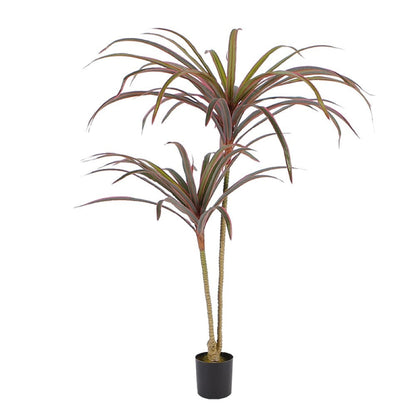 Dracaena Dragon Tree Decor