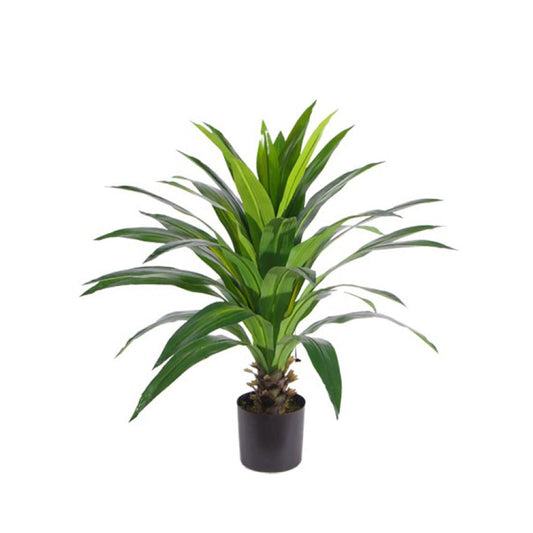 Dracaena Plant For Home And Hotel Decor