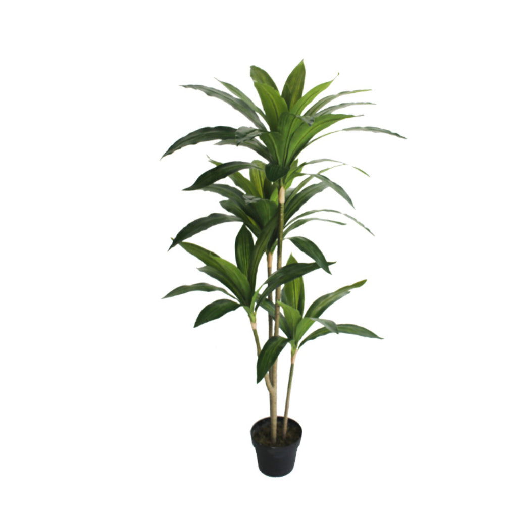 Dracaena Small Plant