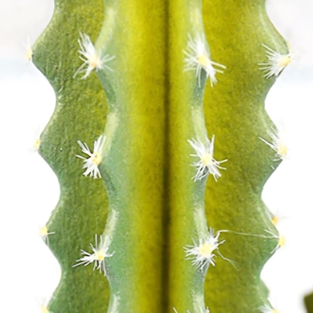 Durable Cactus Plant In Minimalist Pot