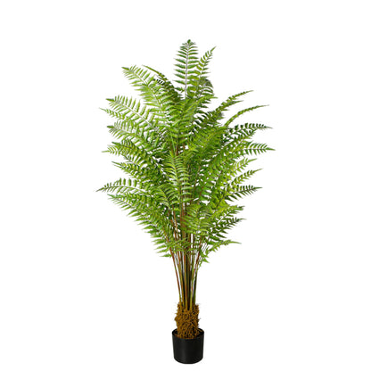 Elegance Of Fern Trees