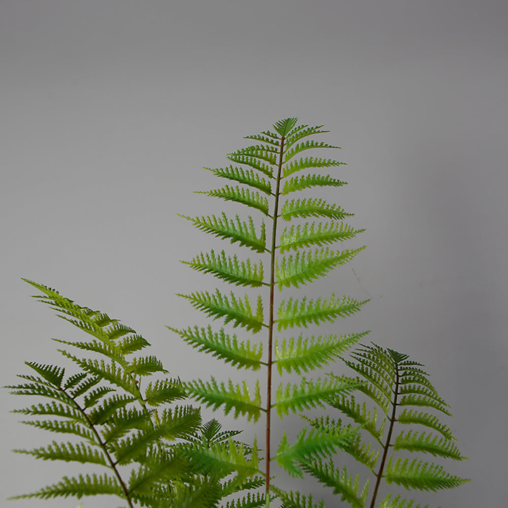 Elegance Of Fern Trees