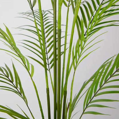 Elegance Of Areca Tree
