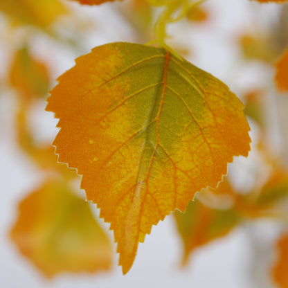 Elegant Betula Platyphylla Trees